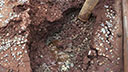 Bulk ore removal